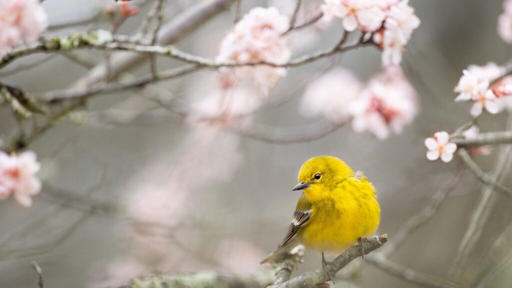 Spring Chick